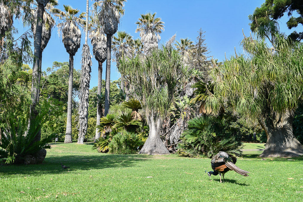 Lissabon - Tropischer botanischen Garten