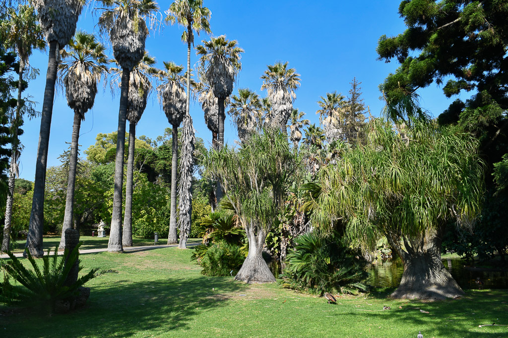 Lissabon - Tropischer botanischen Garten