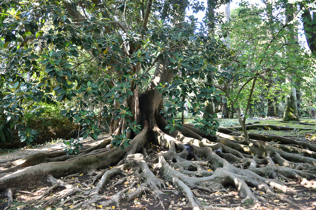 Lissabon - Tropischer botanischen Garten