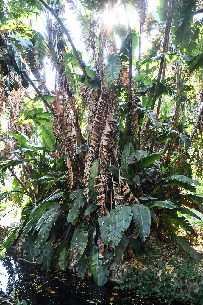 Lissabon - Tropischer botanischen Garten