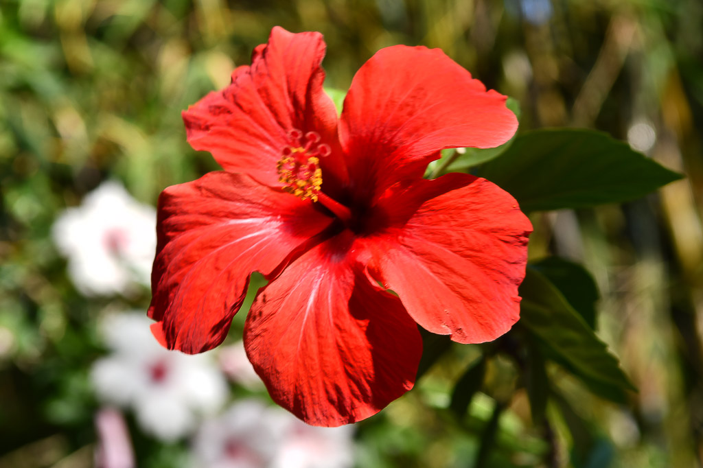 Lissabon - Tropischer botanischen Garten