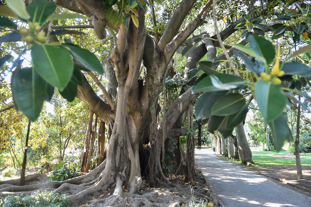 Lissabon - Tropischer botanischen Garten