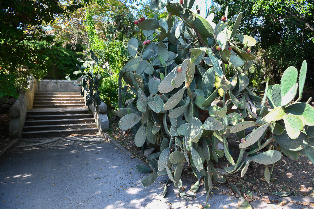 Lissabon - Tropischer botanischen Garten