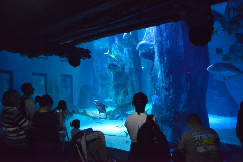 London - Sealife Aquarium