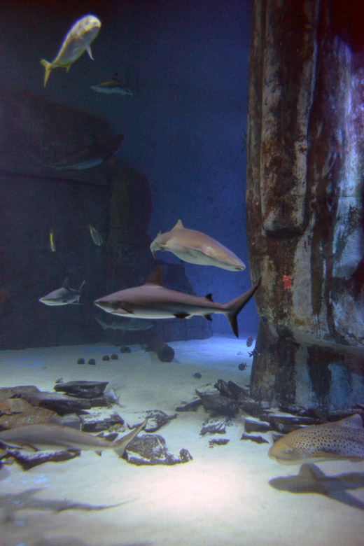 London - Sealife Aquarium