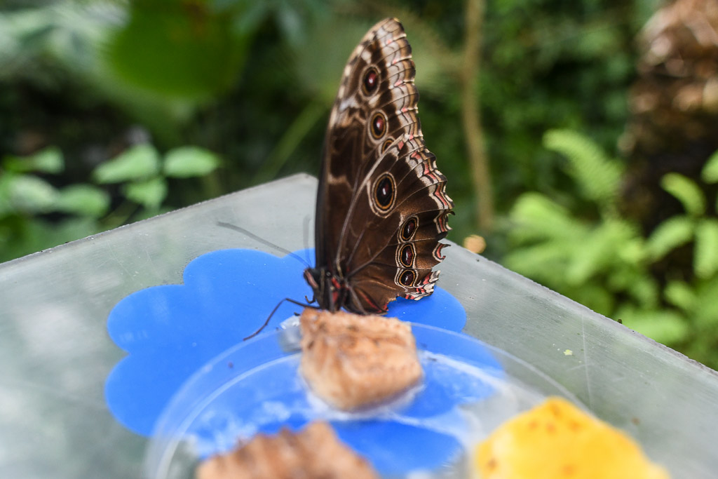 Prag - Botanischer Garten