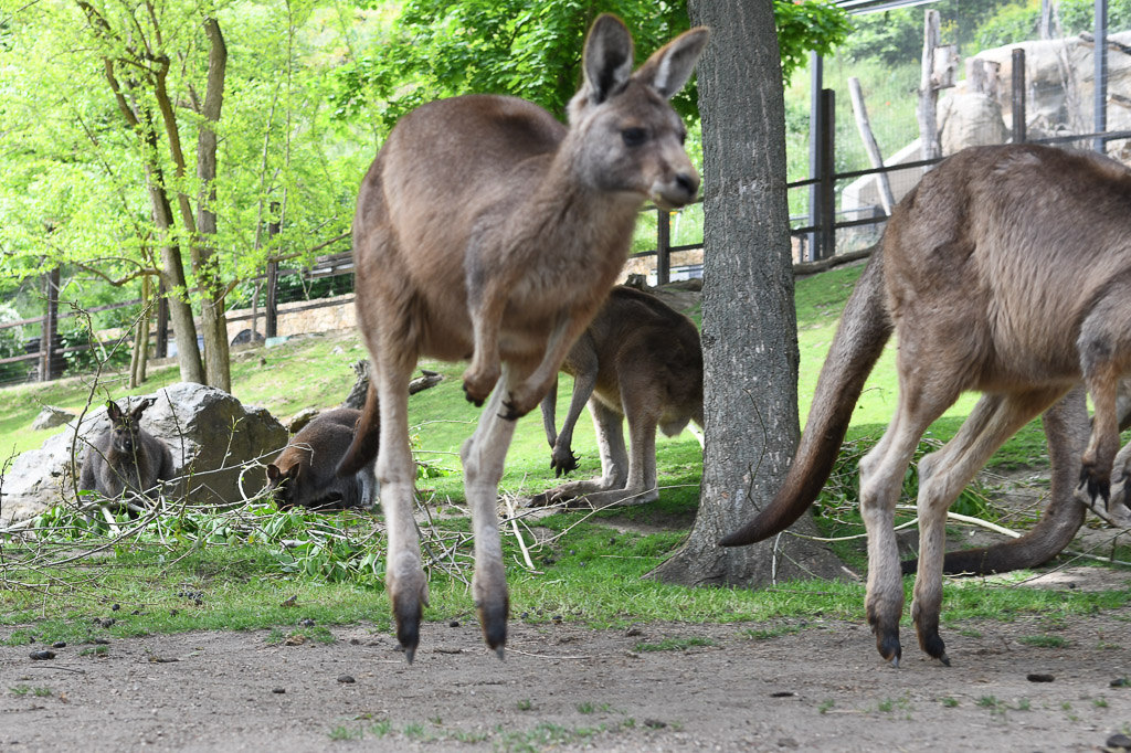 Prager Zoo