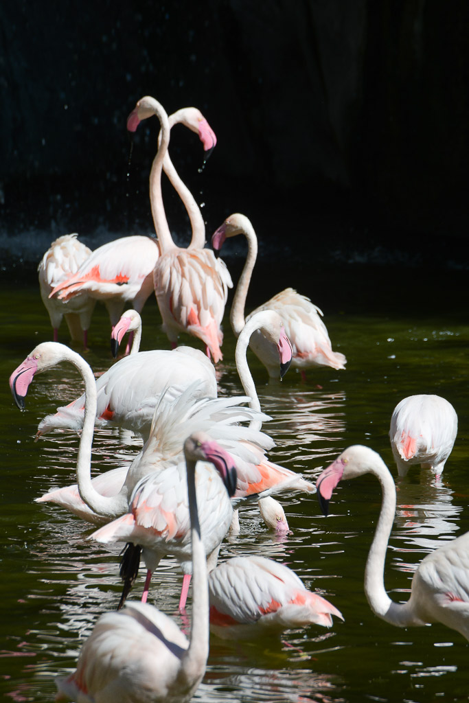 València - Bioparc