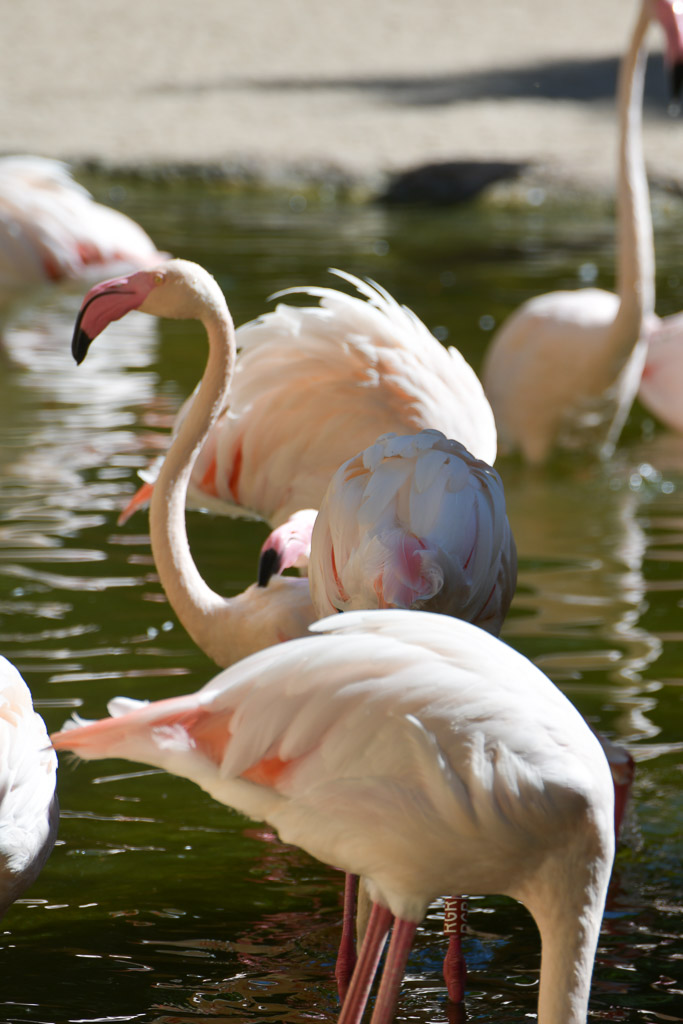 València - Bioparc