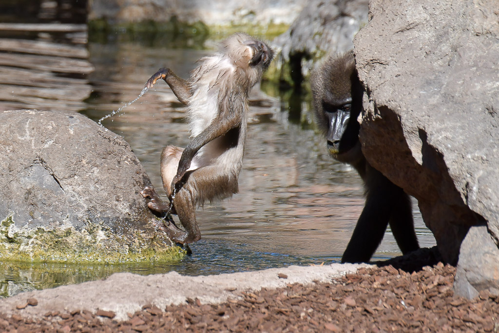 València - Bioparc