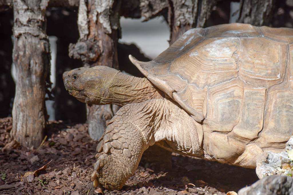 València - Bioparc