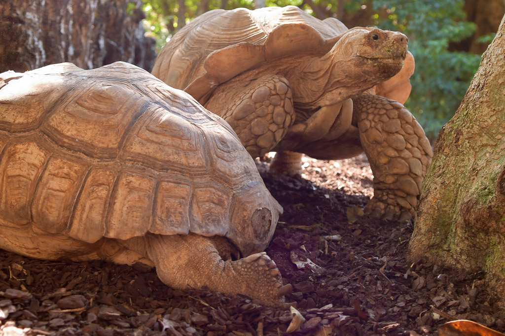 València - Bioparc