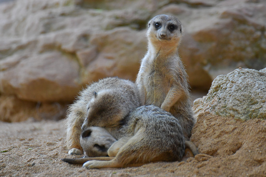 València - Bioparc