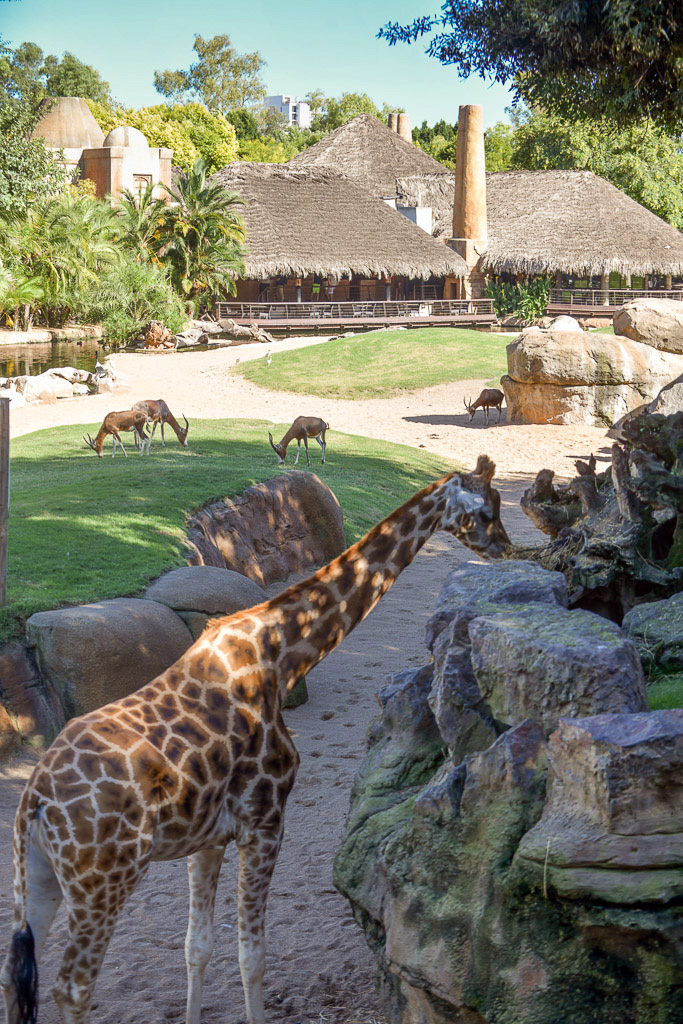 València - Bioparc