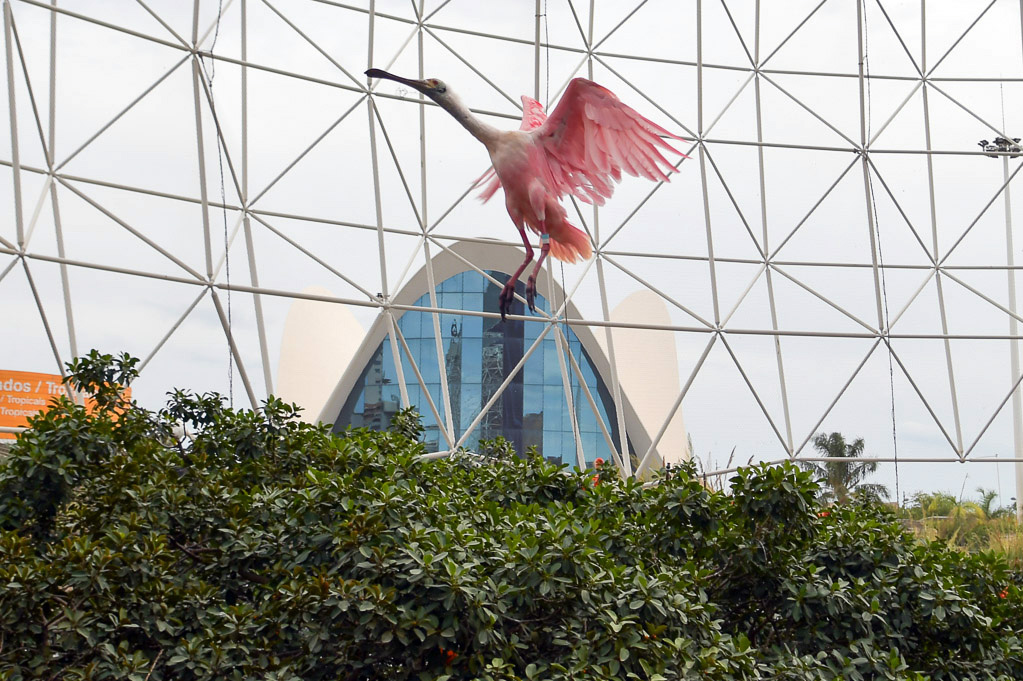 Valencia -Oceanogràfic