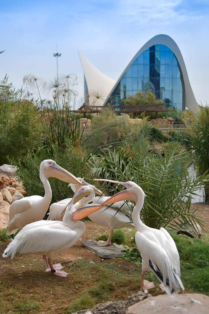 Valencia -Oceanogràfic