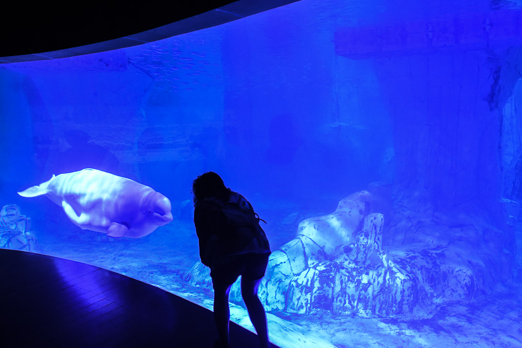 Valencia -Oceanogràfic