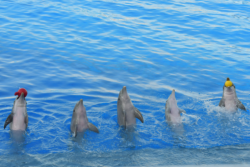 Valencia -Oceanogràfic