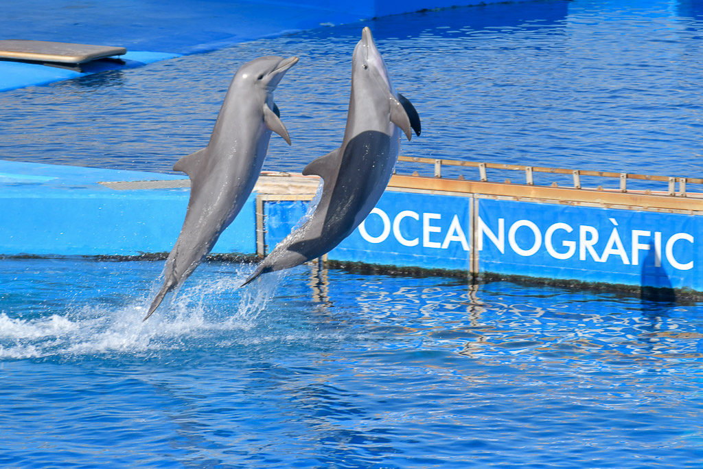 Valencia -Oceanogràfic